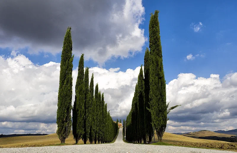 Viale di cipressi verso un casale toscano