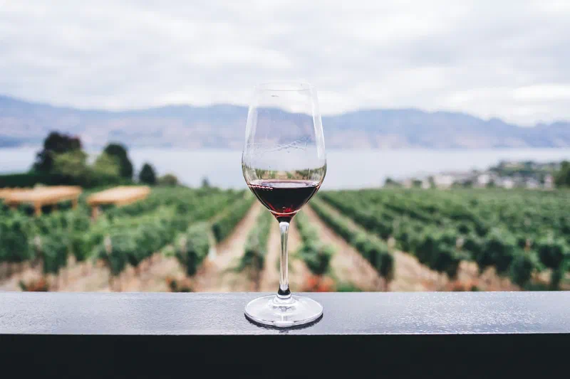 Calice di vino rosso davanti ai filari